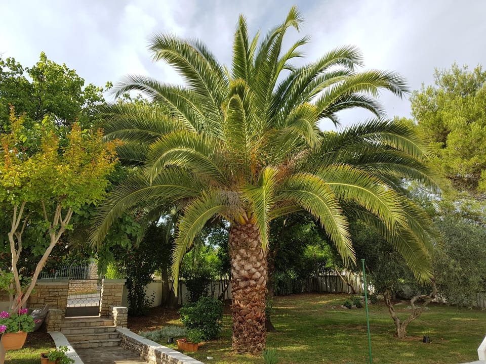 Garden, Decorative detail, Garden view