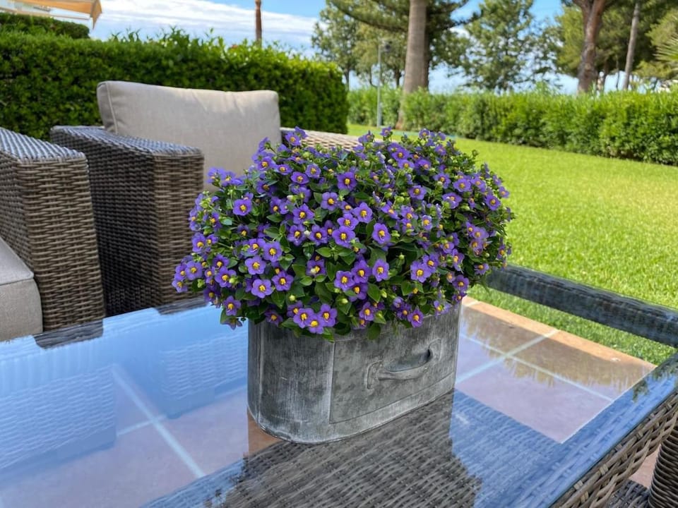 Patio, Garden, Garden view