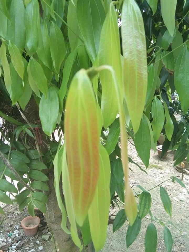 Bichitrita Homestay Vacation rental in West Bengal