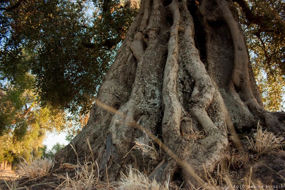 Le Grotte di Sileno Farm Stay in Province of Taranto