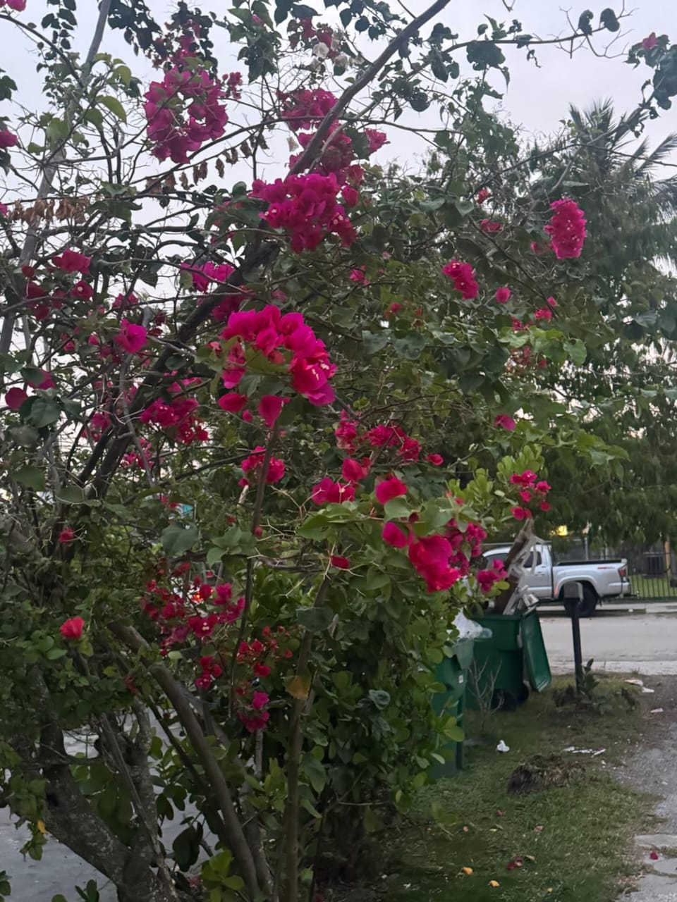 La sama Wynwood Bed and Breakfast in Miami