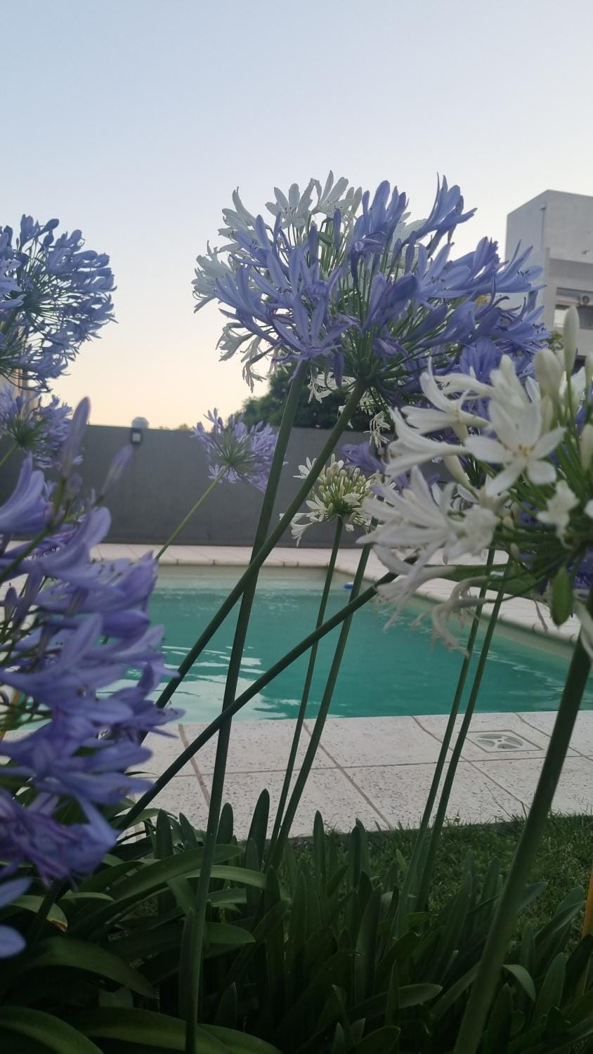 Garden, Garden view, Pool view, Swimming pool
