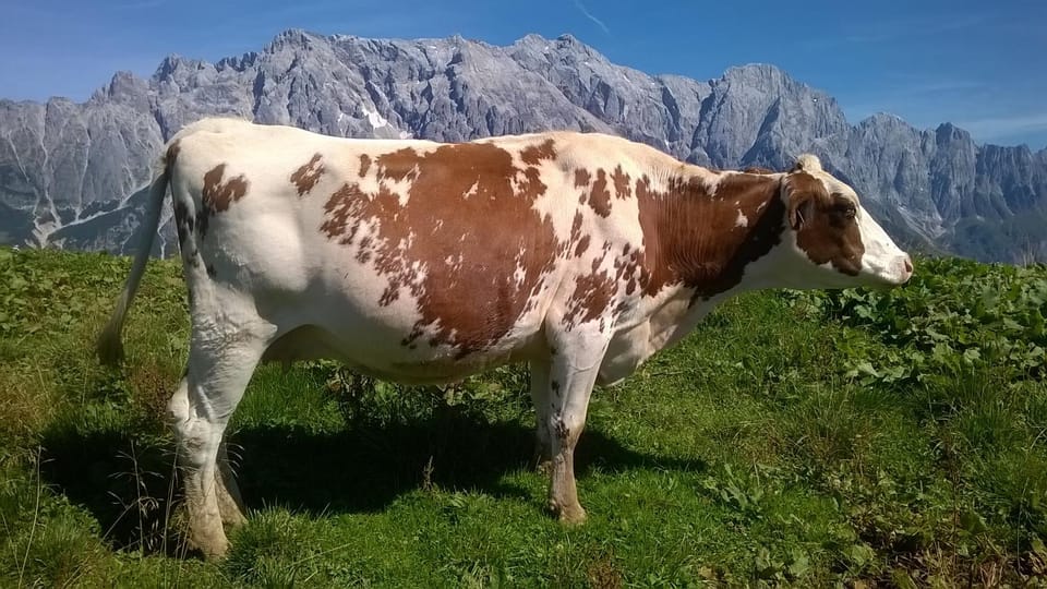 Reith-Gut Bed and Breakfast in Salzburgerland