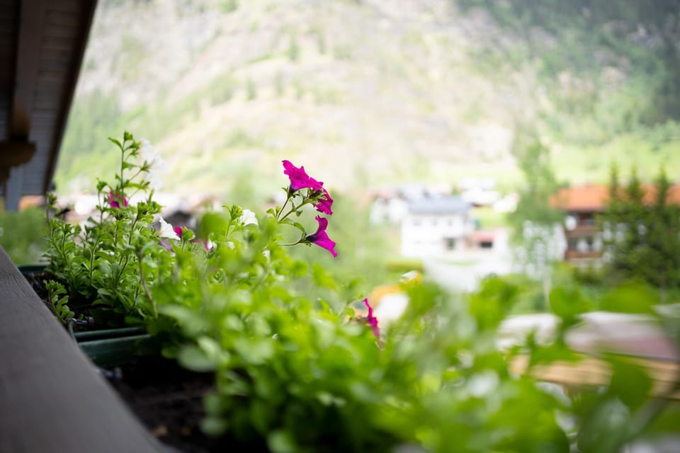 Garden, Mountain view