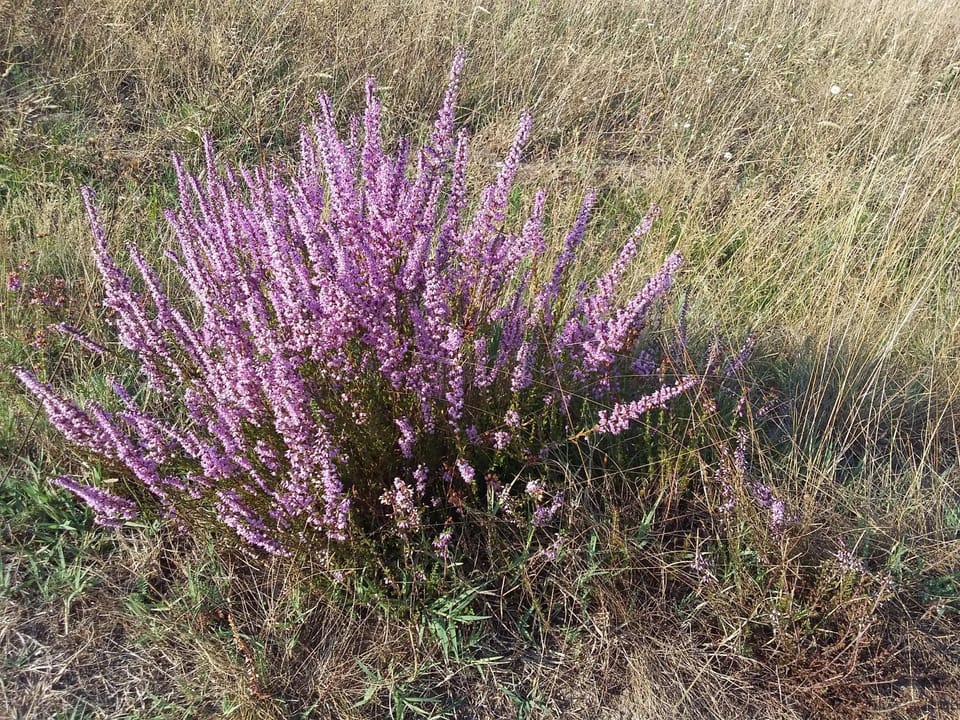 Natural landscape