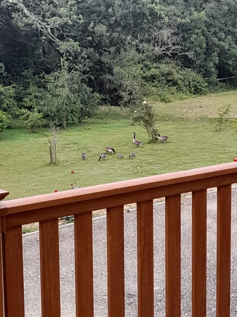 19 Carters Paddock Chalet in Ryde