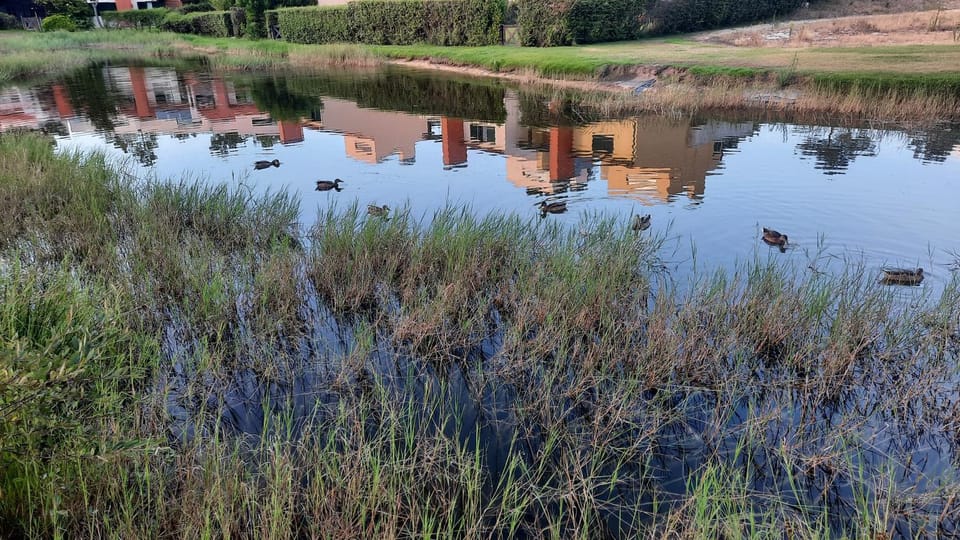 Lake view