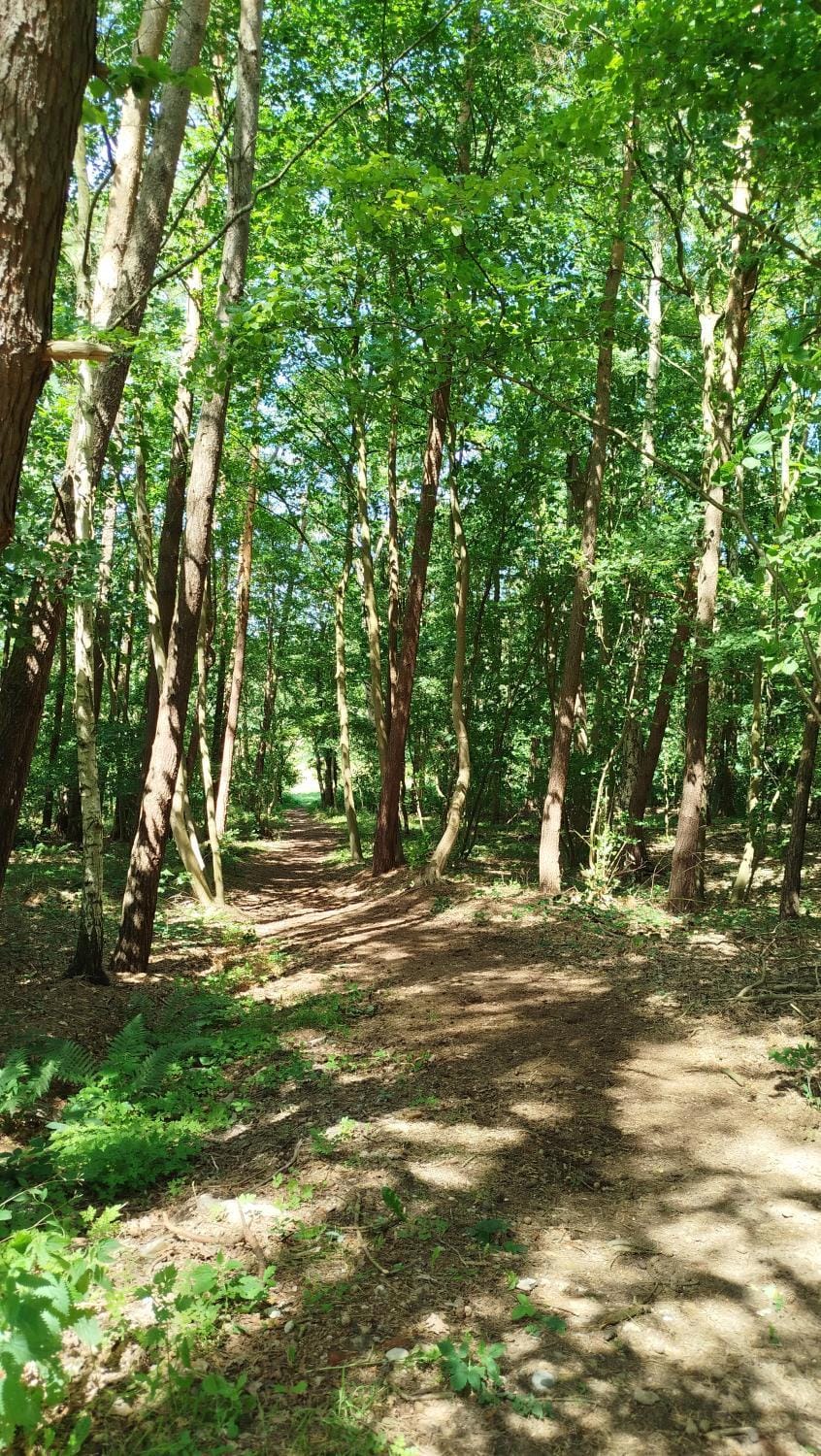 Baumzelt mitten im Wald bis 180kg Campground/ 
RV Resort in Lubeck