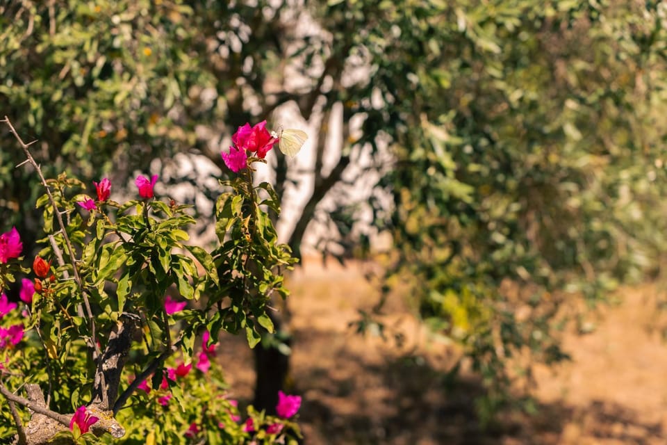 Residenze Camboni Farm Stay in Sardinia