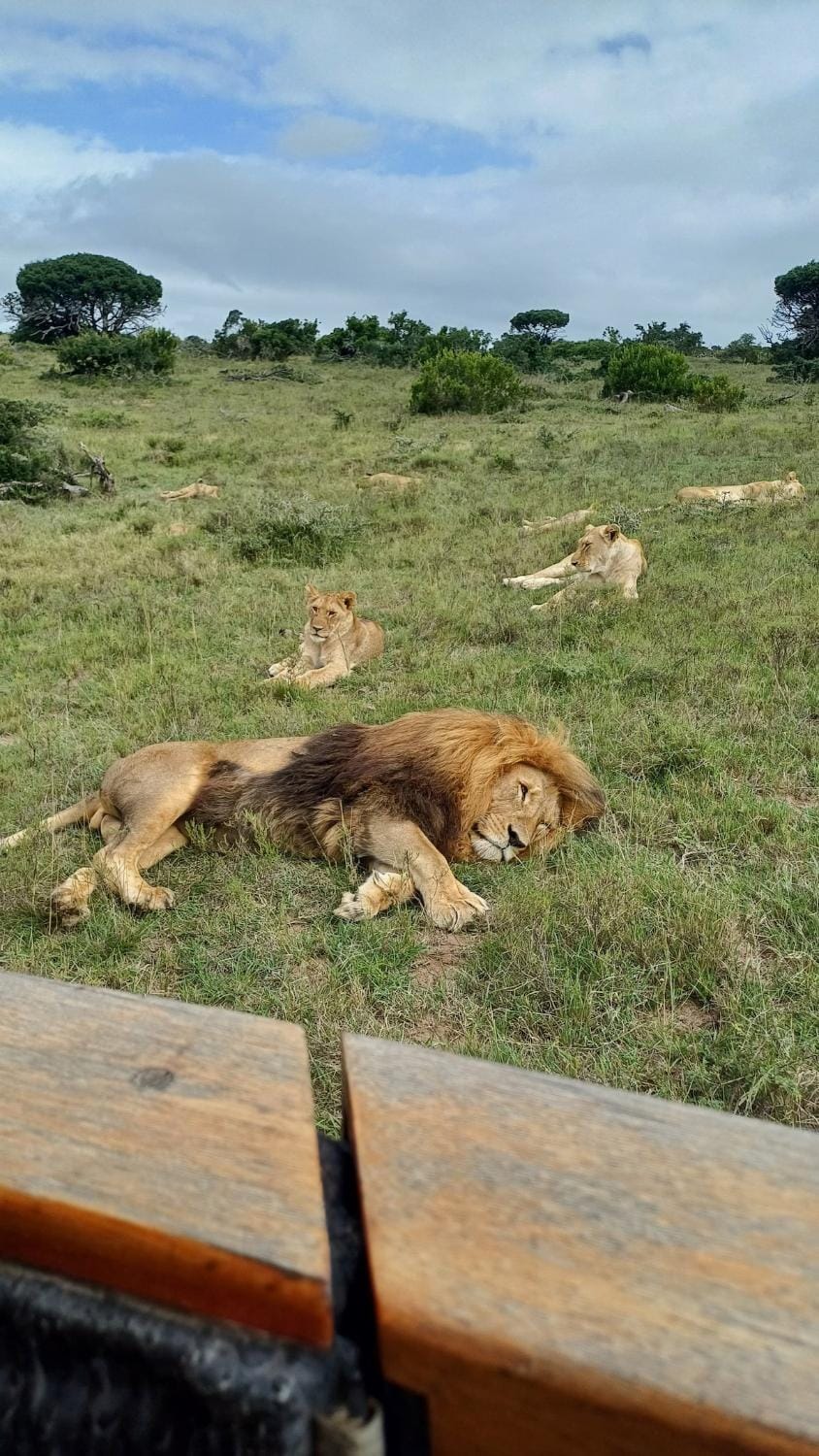 Animals