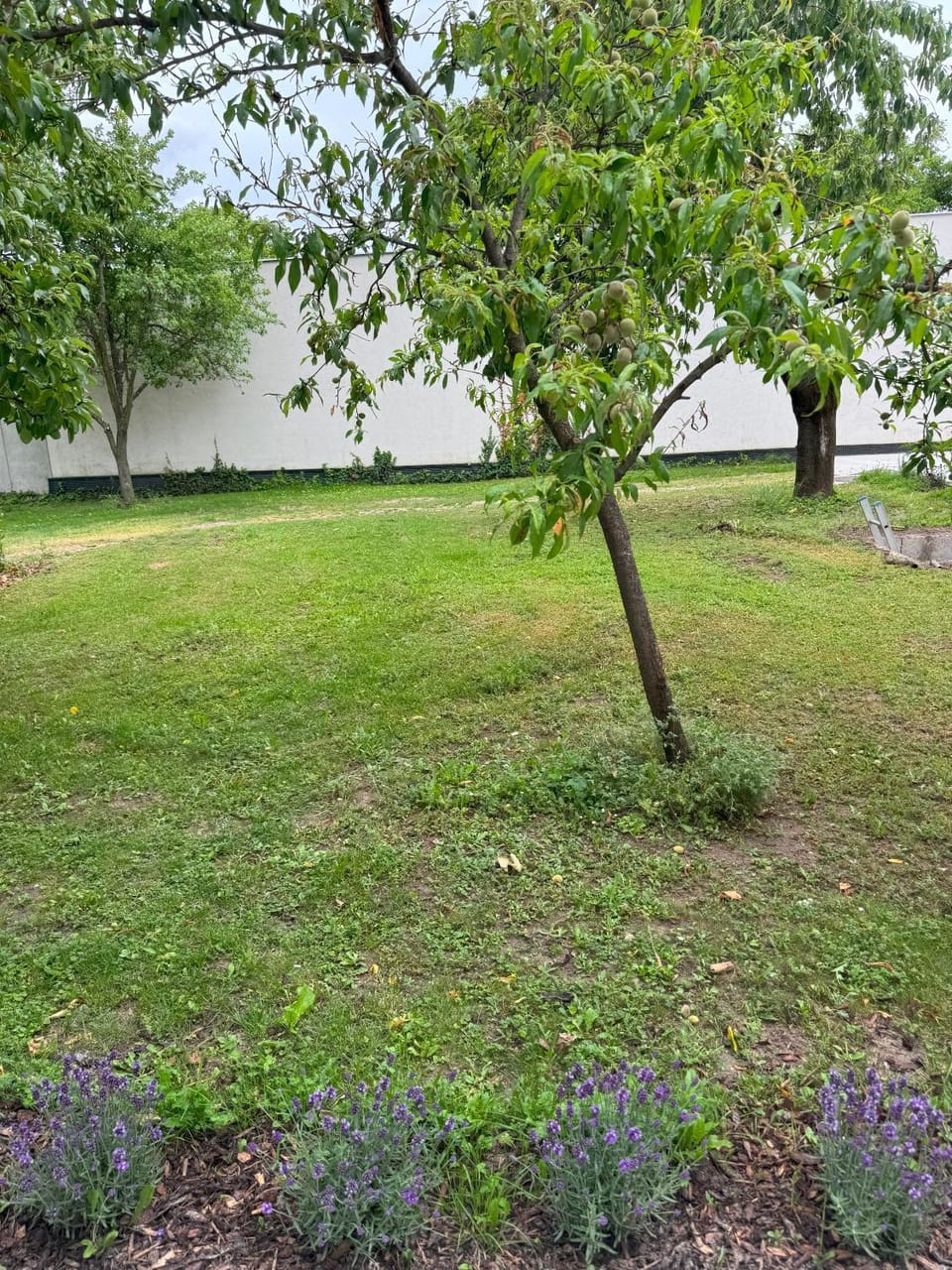 Garden, TV and multimedia