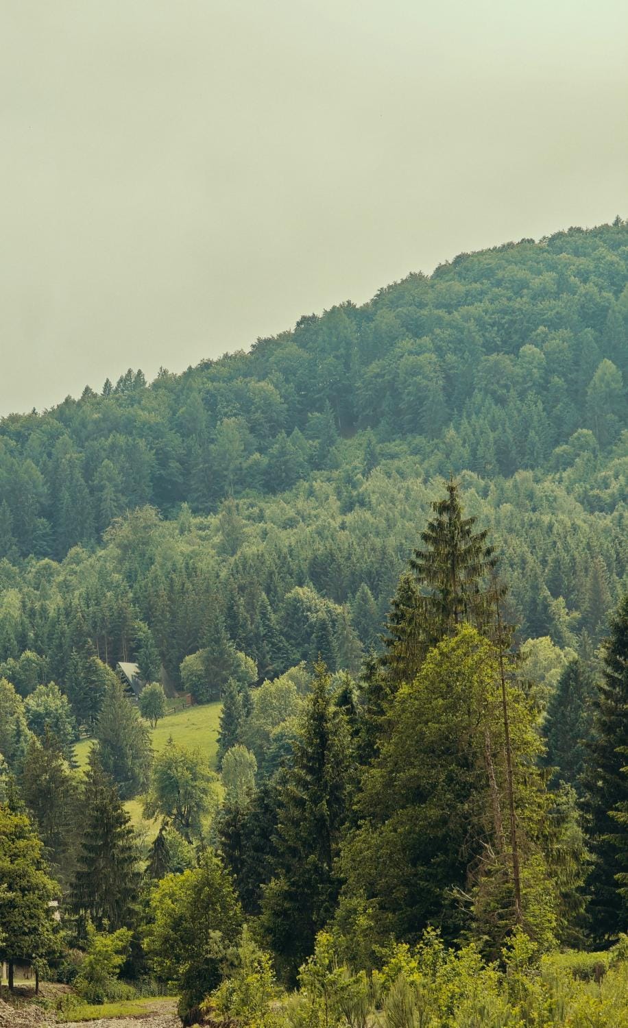 Zuri Retreat Bucovina House in Romania