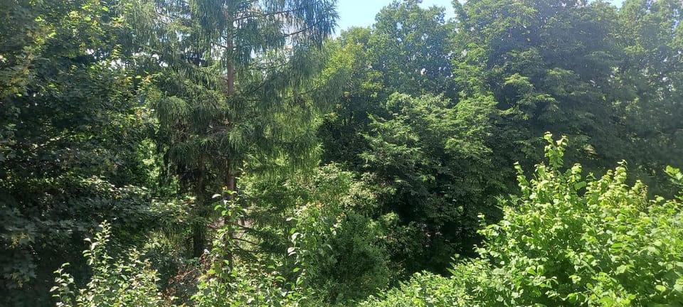 Natural landscape, Garden, Garden view