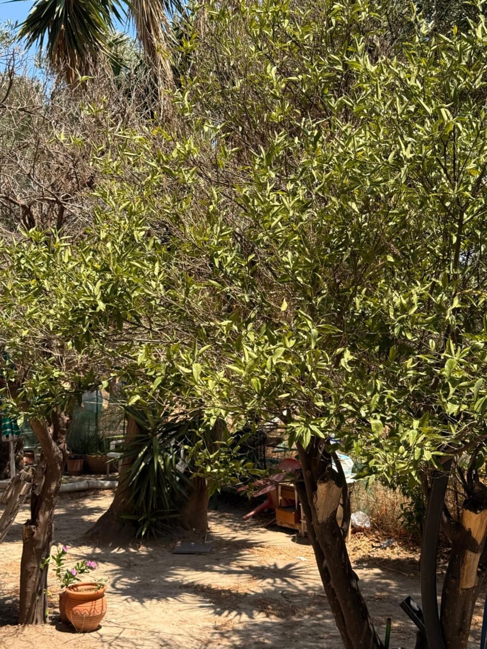 Retro Groove Apartment in Palaiochora