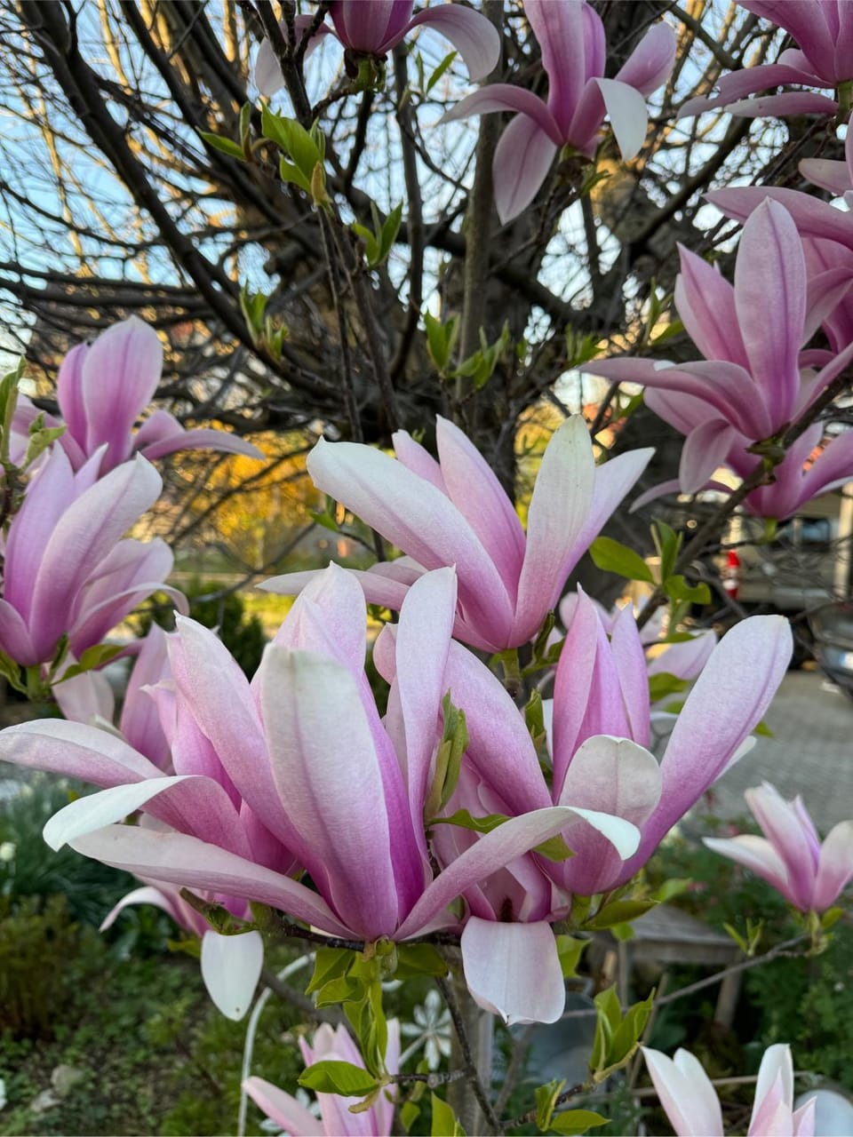 Spring