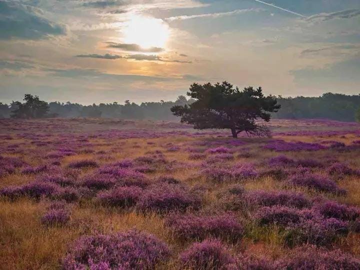 Natural landscape