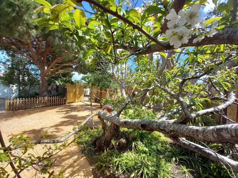 Spring, Day, Natural landscape, Garden, Garden, Garden view