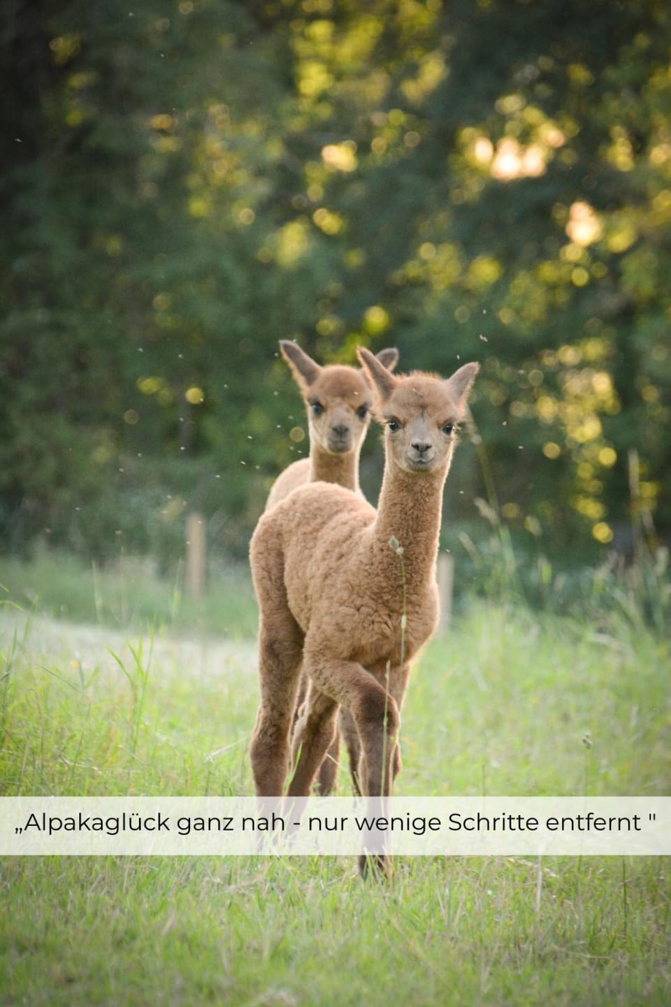 Animals