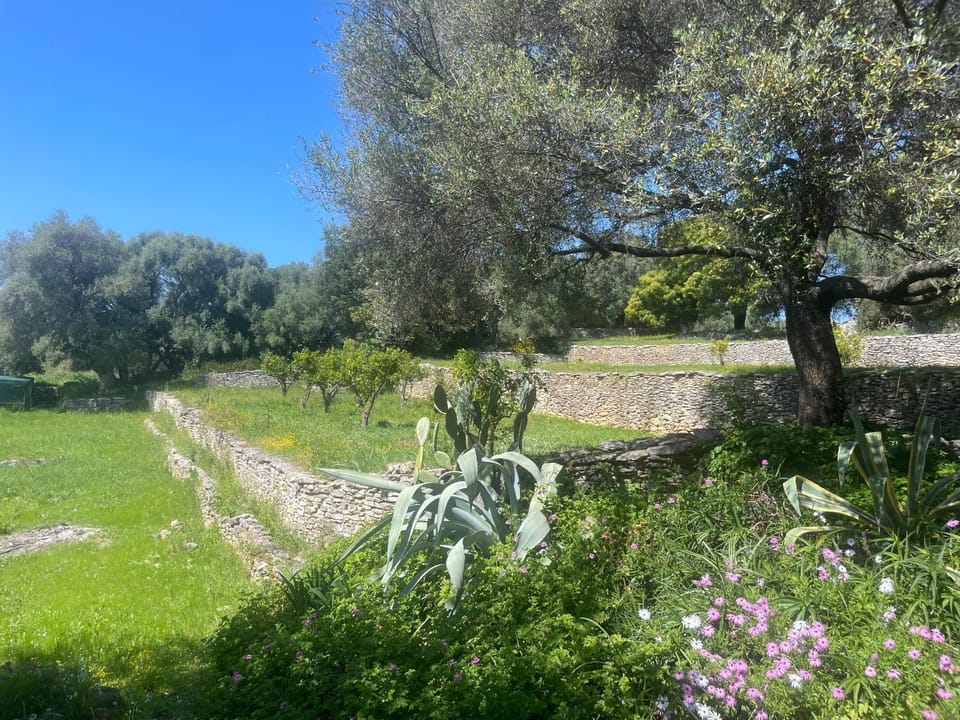 Petite villa T1 Saint Florent Corse sur magnifique terrain arboré 5 minutes des plages et du port de plaisance Villa in Saint-Florent