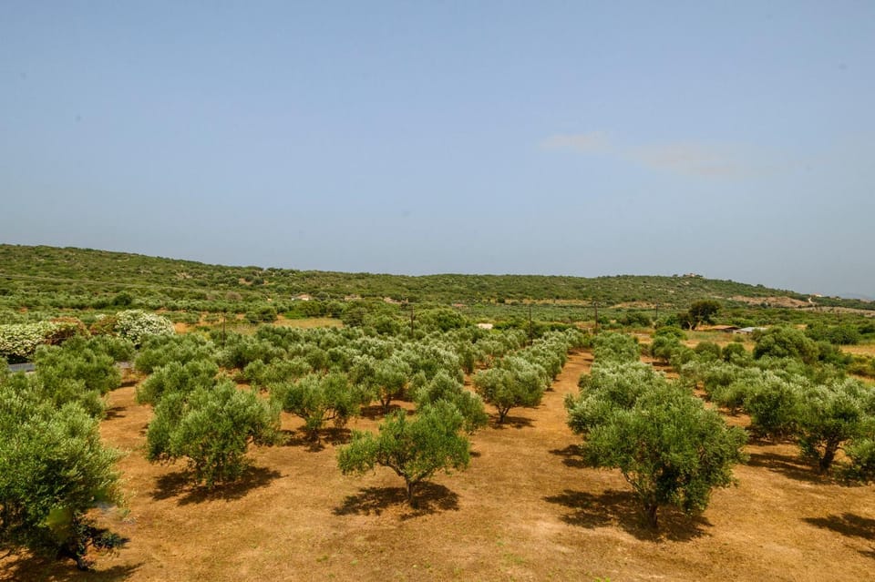Olive Tree Horizon House in Messenia