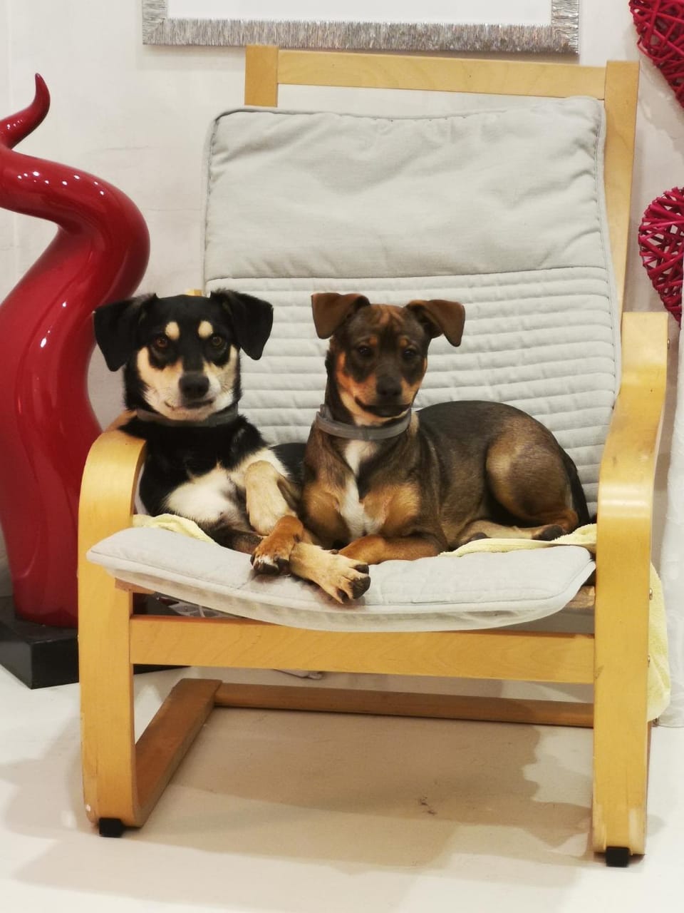 Pets, pet friendly