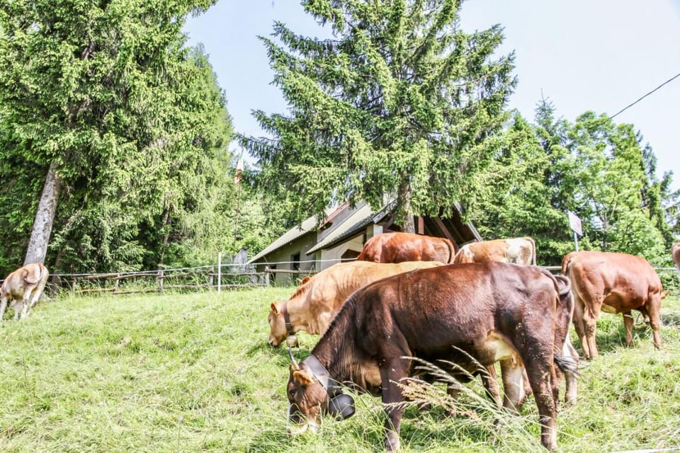 Dimora Familiare tra le Prealpi Bresciane Apartment in Idro