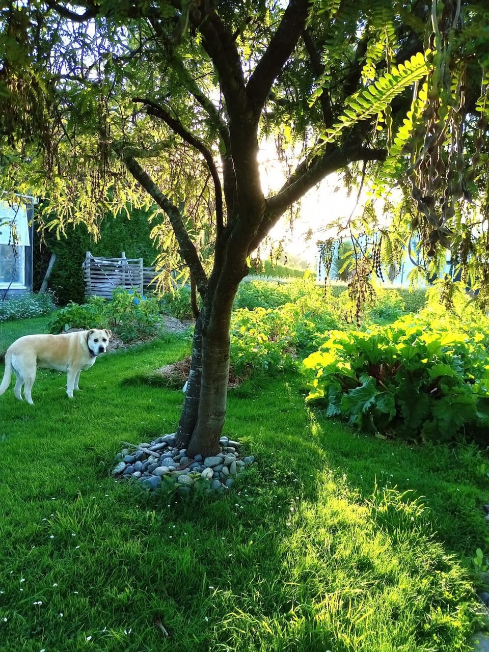 Garden