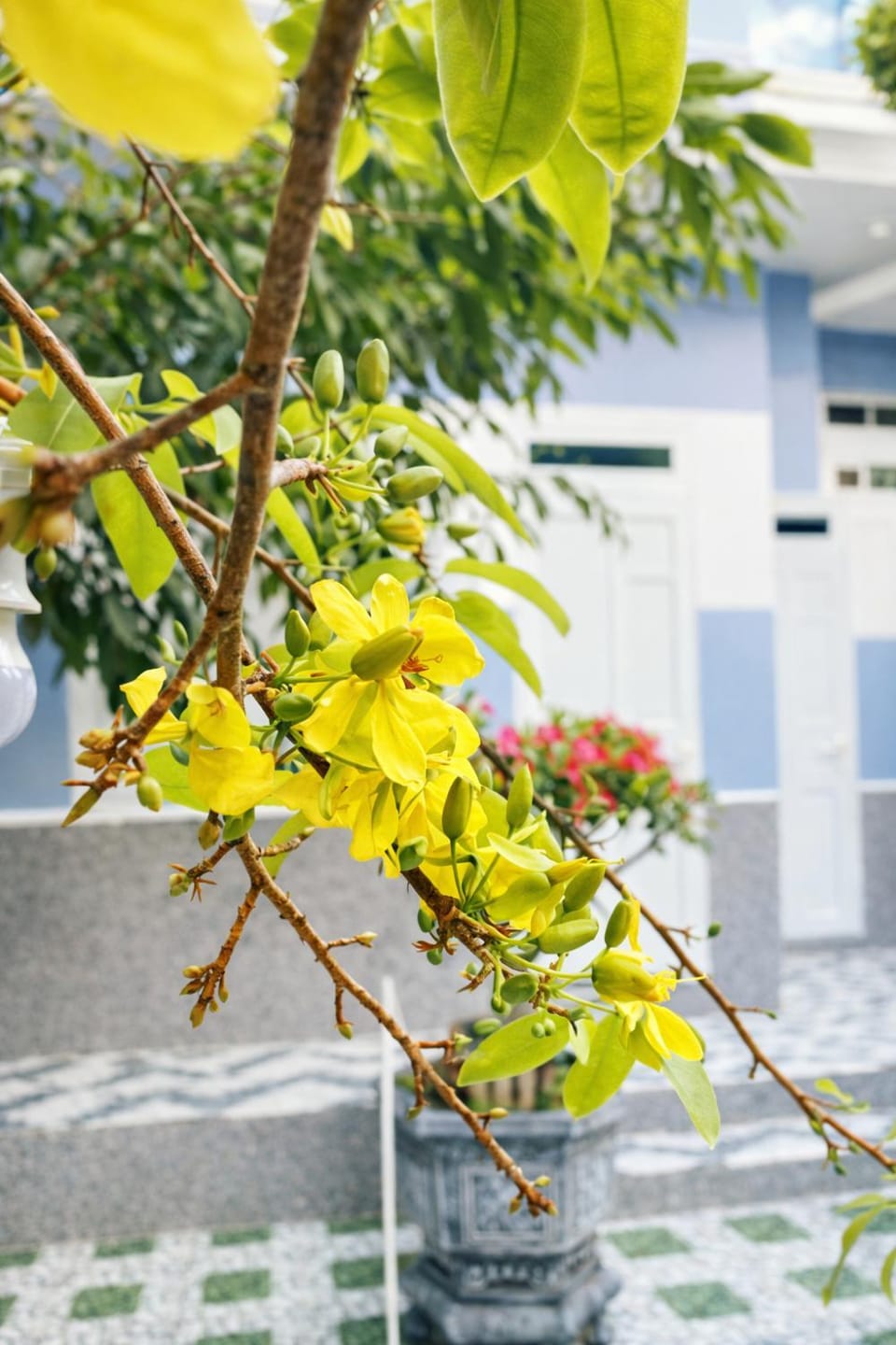 Spring, Day, Garden view