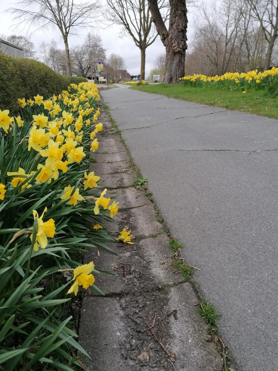 Spring, Garden