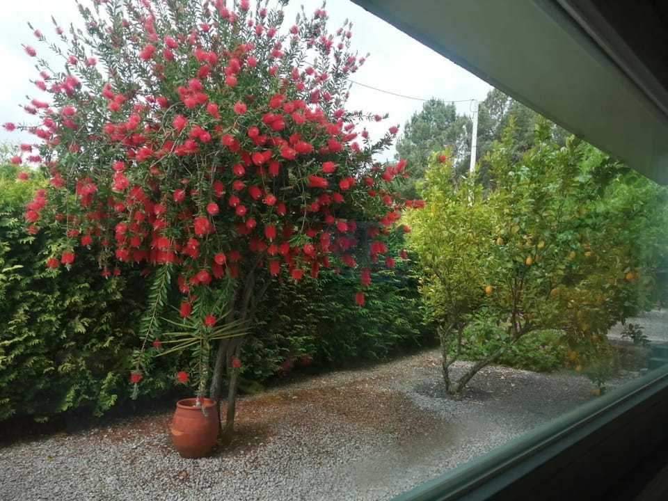 Single House House in Vila Real