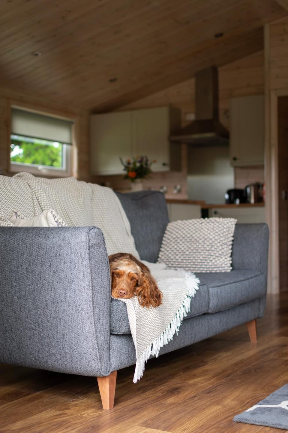 Living room, Seating area, Pets