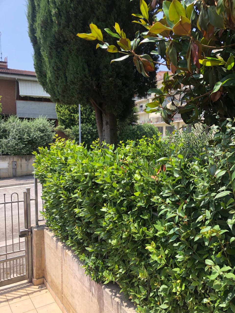 Garden view