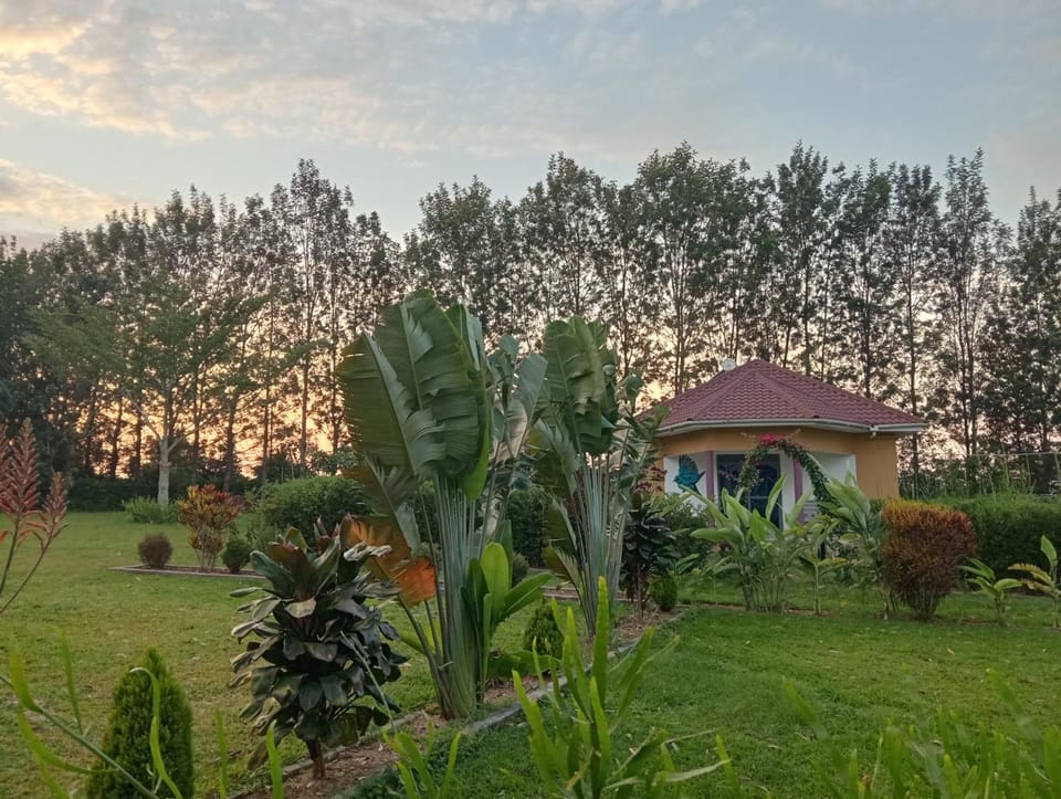 Garden view