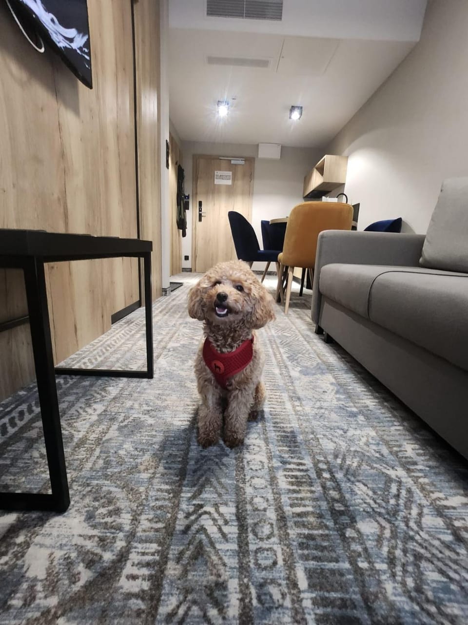 Living room, Pets