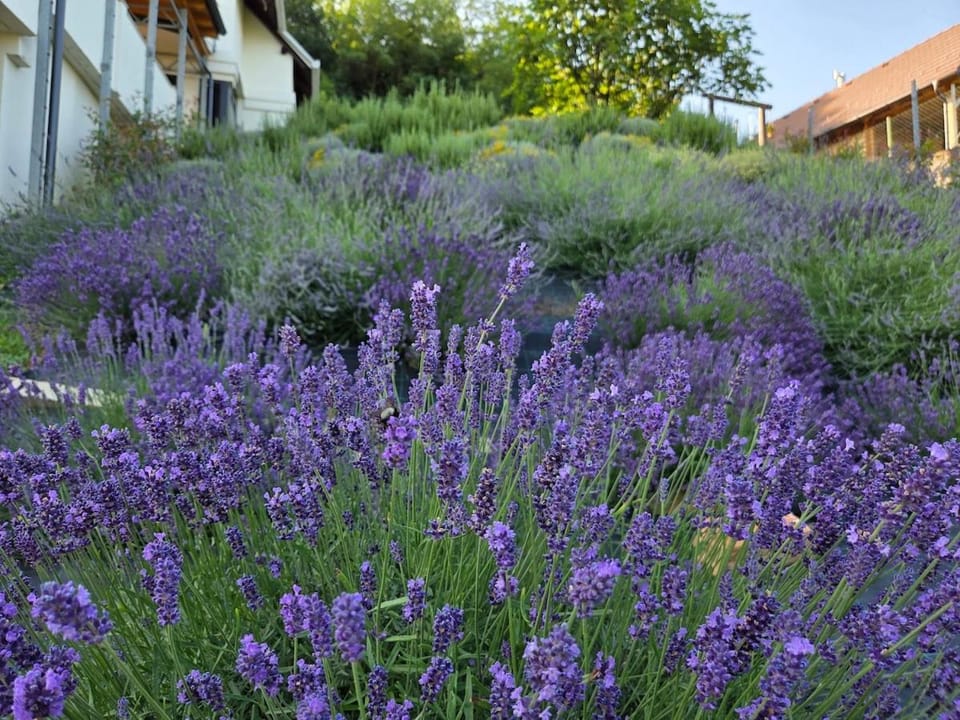 Kuća za odmor MIRTA Villa in Croatia
