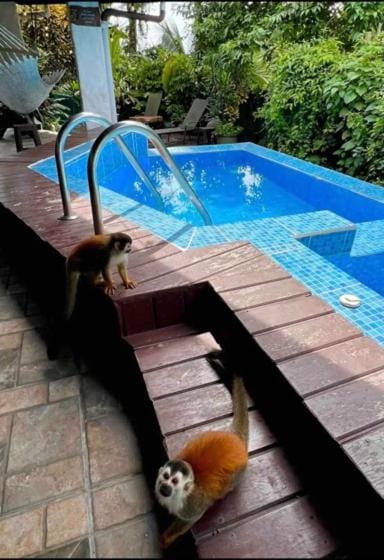 Patio, Pool view, Swimming pool