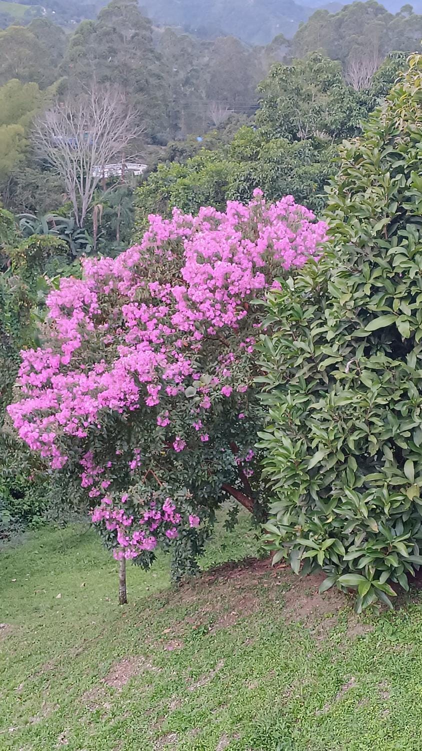 Garden, Garden view