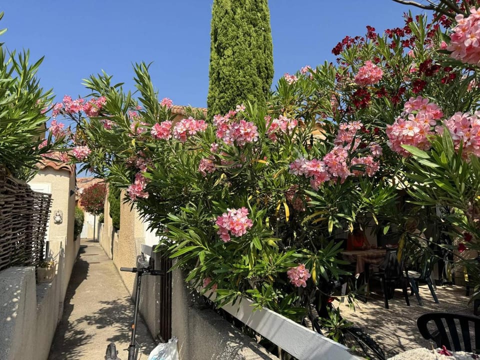 Spring, Garden, Garden view