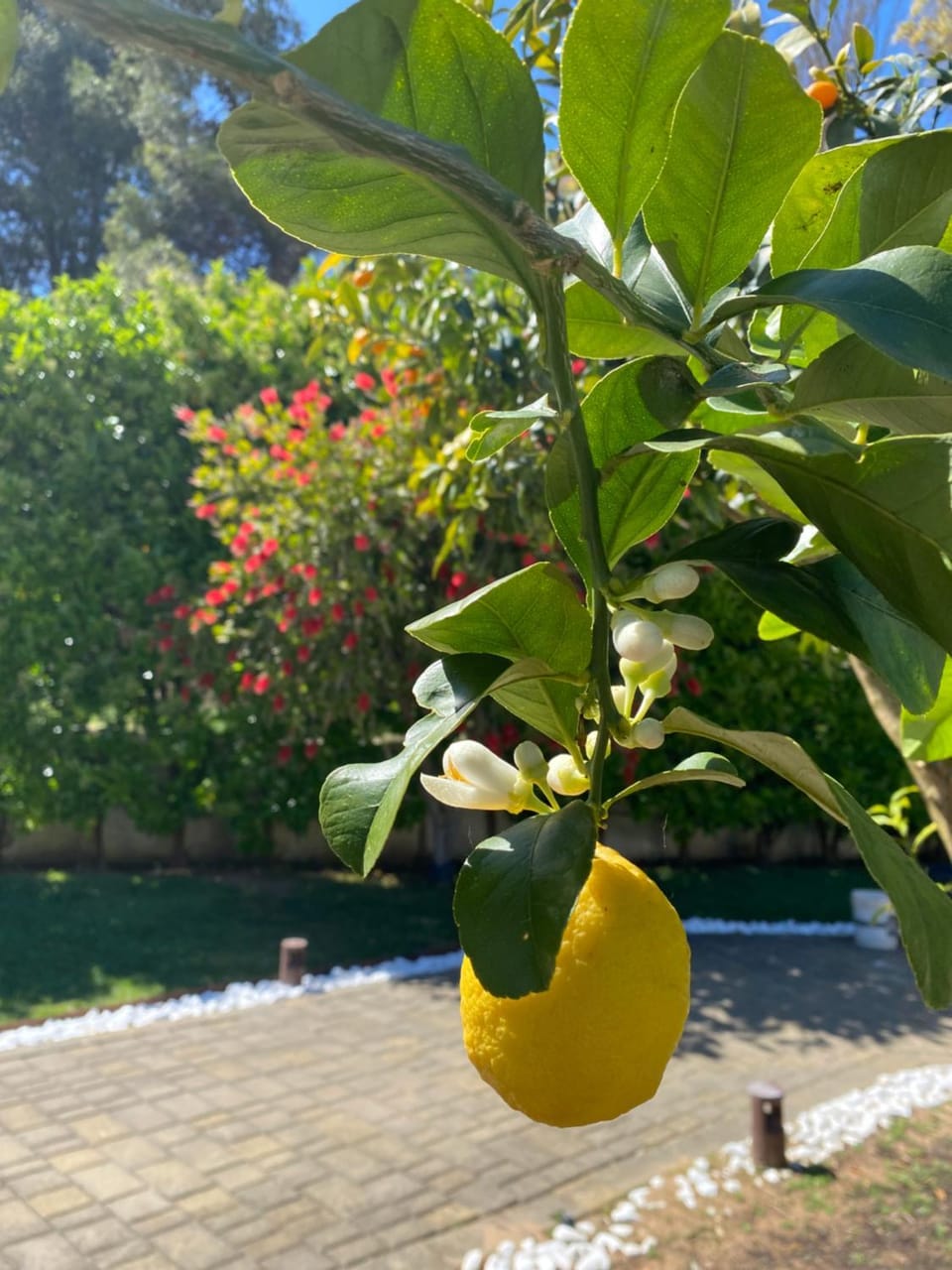 Garden view