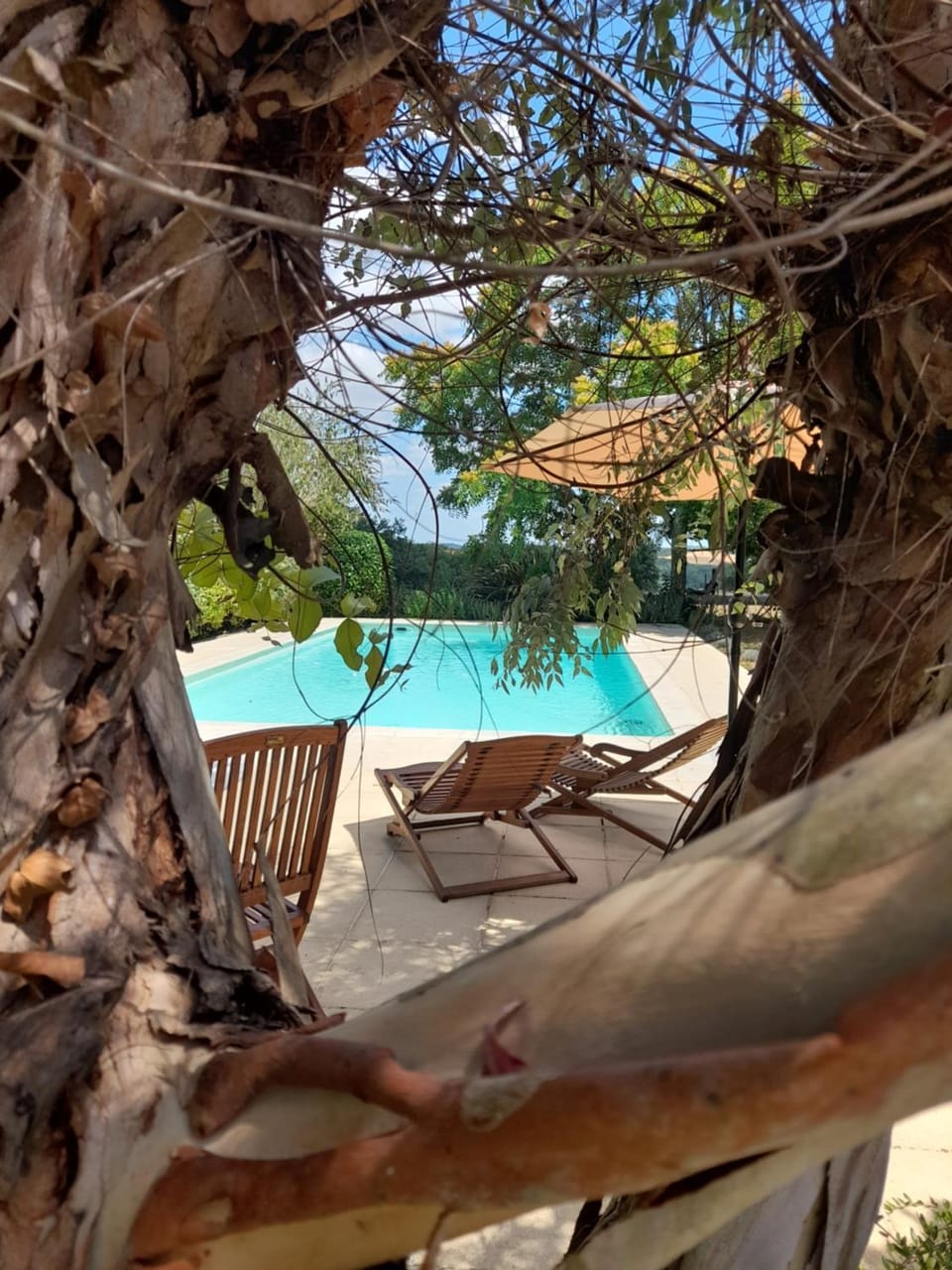 Garden, Pool view, Swimming pool