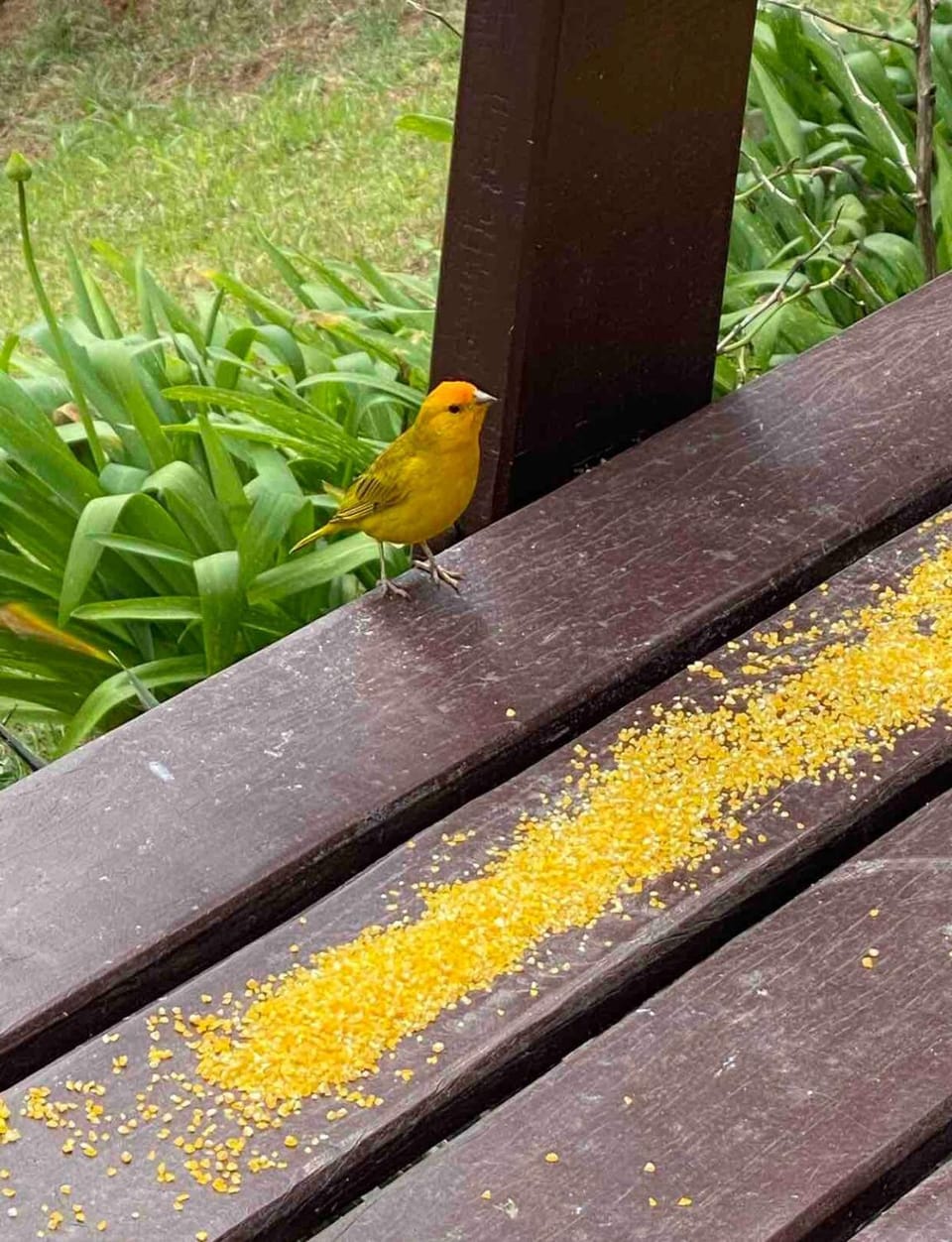 Casa de Madeira 200m do Centro House in Conceição do Ibitipoca