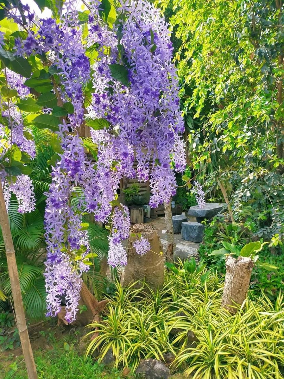 Day, Natural landscape, Garden, Garden view