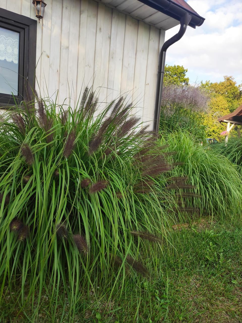 Natural landscape, Garden, Garden view