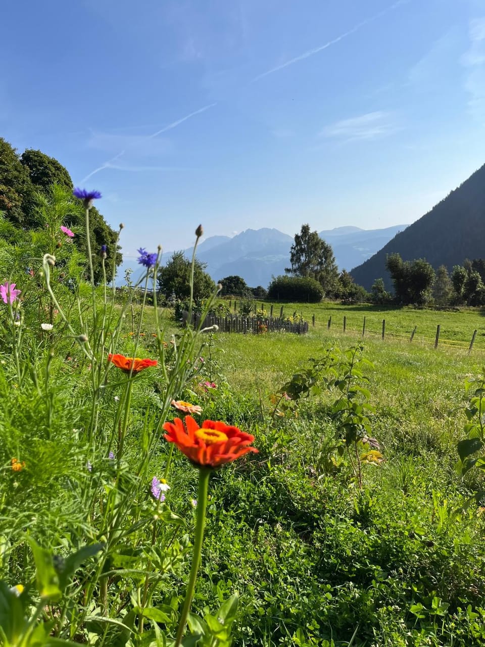 Nearby landmark, Spring, Day, Natural landscape, Garden, Garden view, Mountain view
