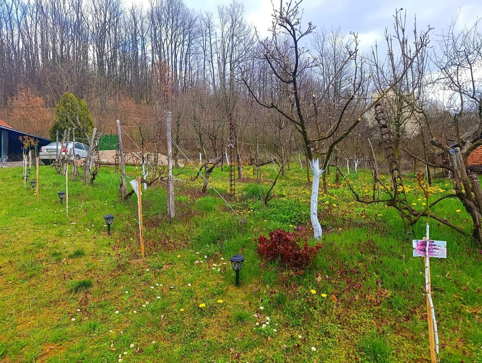 Spring, Day, Natural landscape, Garden, Garden view