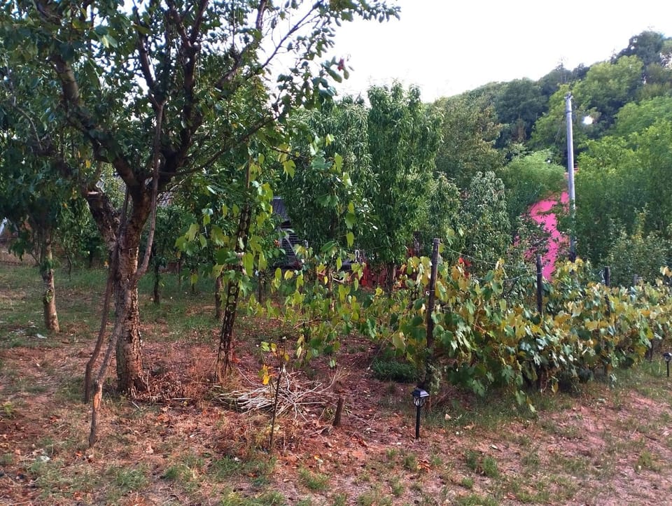 Natural landscape, Garden, Garden view