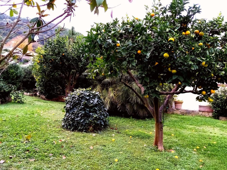 Garden, Garden