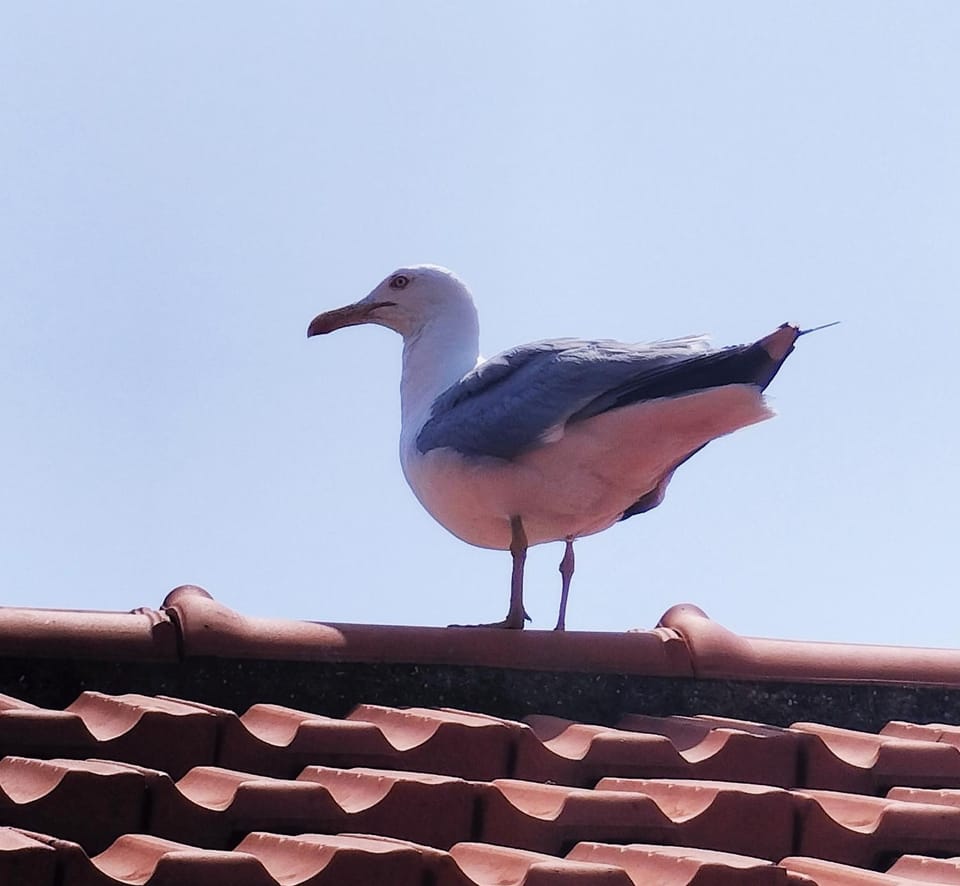 Animals