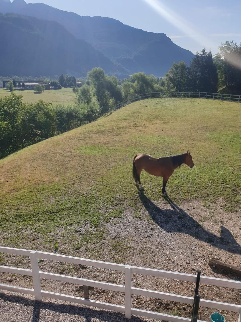 Animals, Mountain view