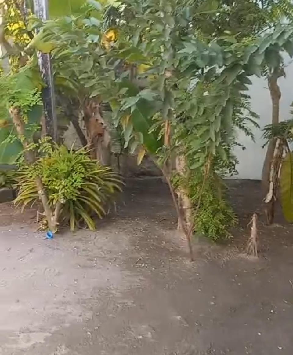 Blossom Retreat Bed and Breakfast in Maldives